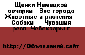 Щенки Немецкой овчарки - Все города Животные и растения » Собаки   . Чувашия респ.,Чебоксары г.